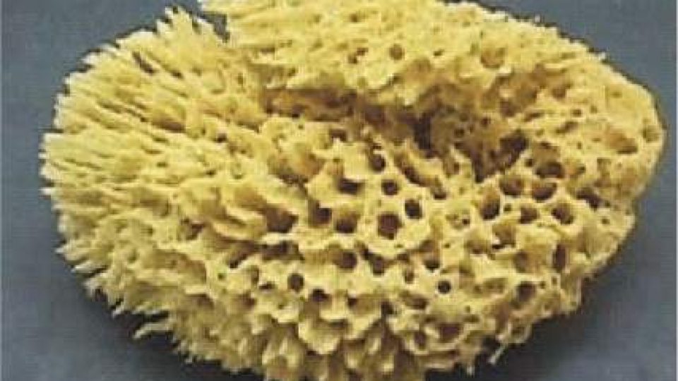36. Mořská houba – nová zbraň proti bakteriím